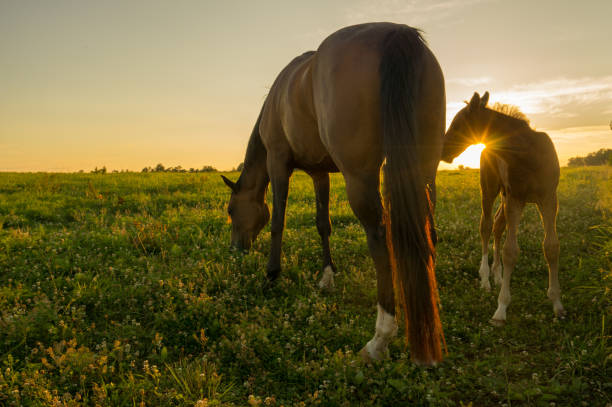yegua con su potro al atardecer - foal mare horse newborn animal fotografías e imágenes de stock