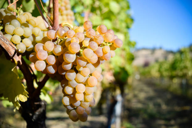 raisins bio viognier - winemaking grape harvesting crop photos et images de collection