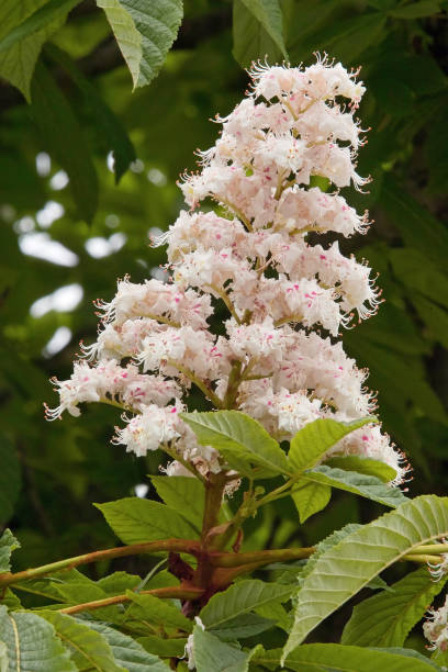 istock horse chestnut flower 810378480