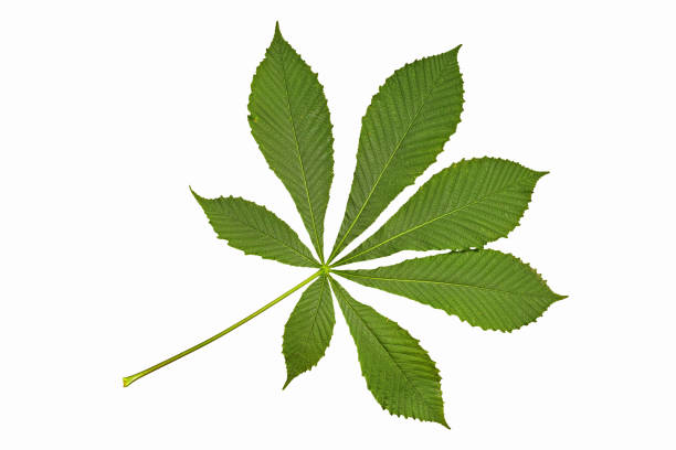 horse chestnut leaf horse chestnut leaf, compound, palmate aesculus hippocastanum stock pictures, royalty-free photos & images
