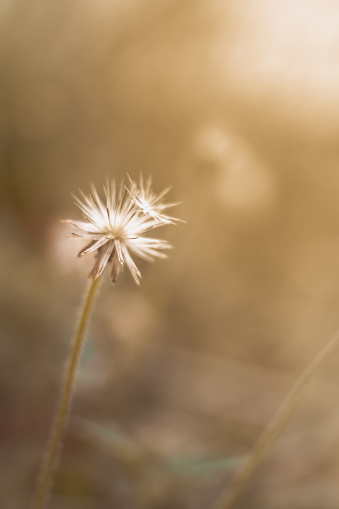 Nature,flower,grass,sunlight,background