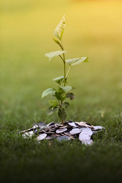istock Coins And Plant Growth 810391624