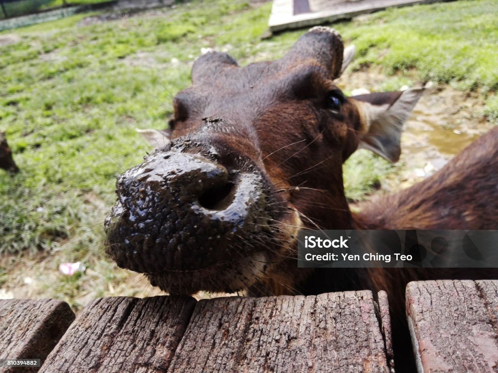 wildlife animal deer_3 wildlife animal deer outdoor closeup portrait Agriculture Stock Photo