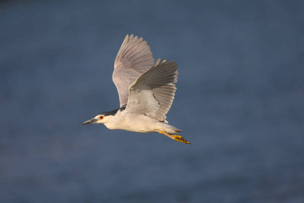 istock Black-crowned night heron flying over  a North California marsh 810397506