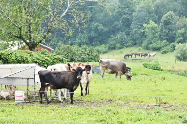 istock Cows and Horses in Rain 810397534