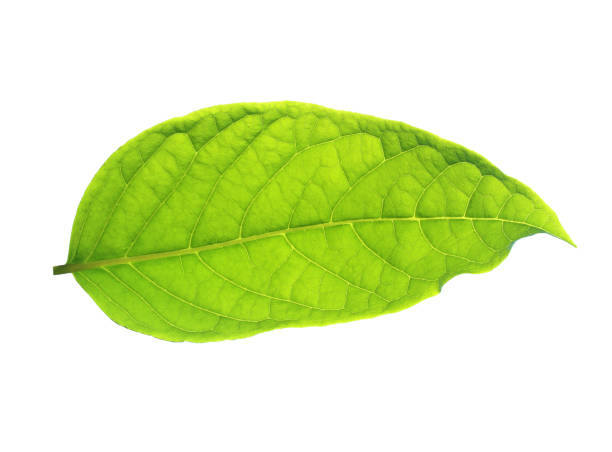 istock Green leaves on a white background. 810402304