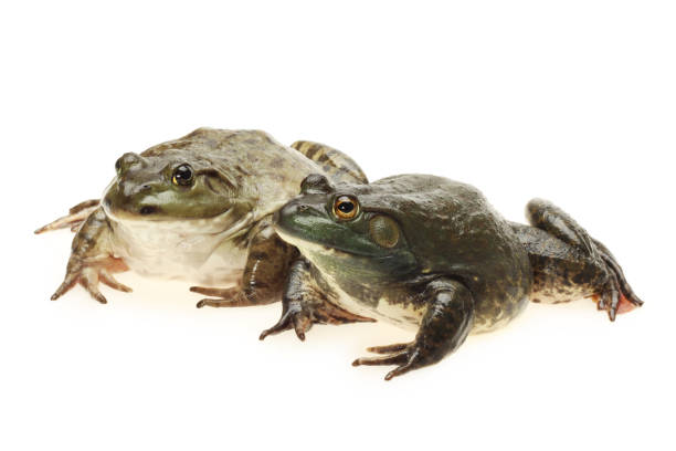 istock Bullfrog, Rana catesbeiana, isolated on white background 810402404