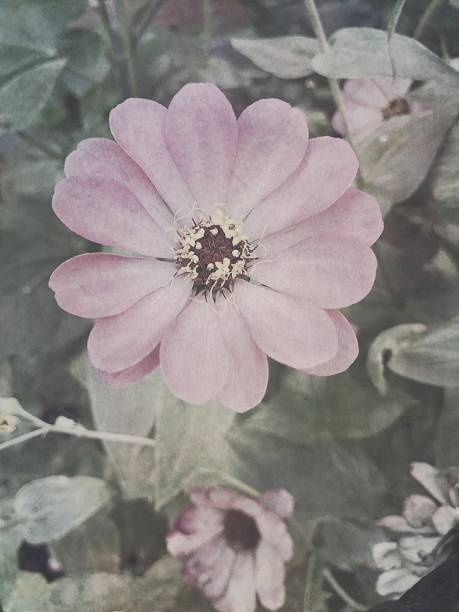 istock Grungy flowers and foliage 810402556
