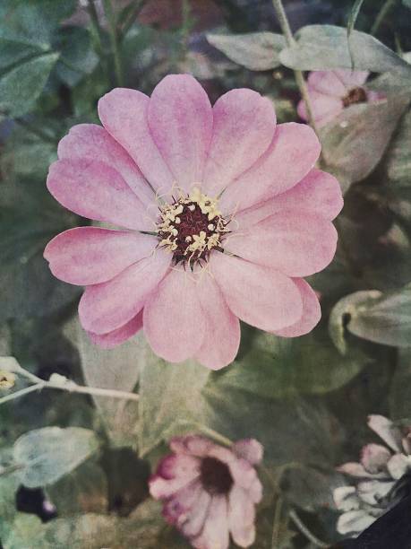 Grungy flowers and foliage
