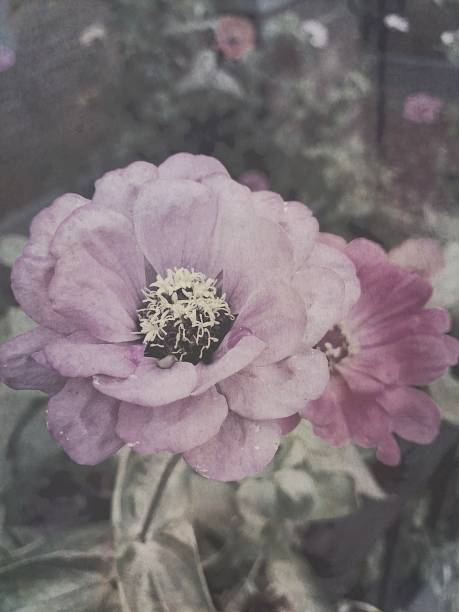 istock Grungy flowers and foliage 810402578