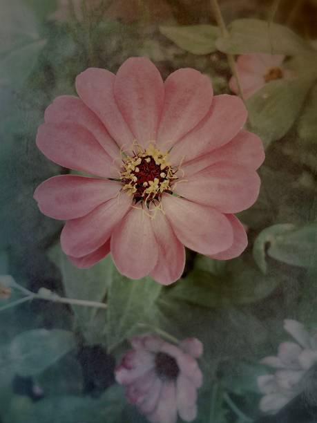 istock Grungy flowers and foliage 810402614