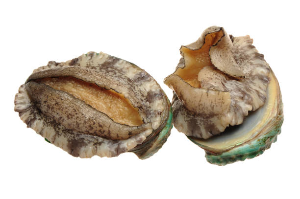 istock Raw abalones isolated on white background 810405144