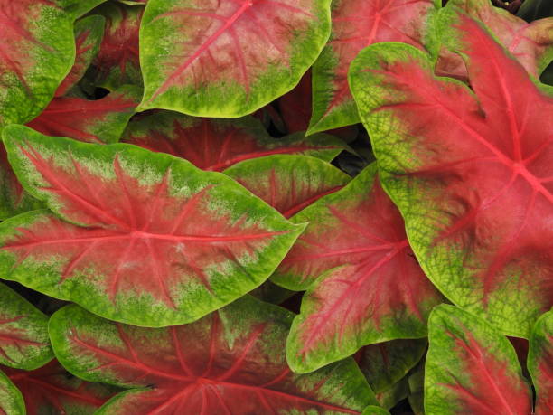 istock Caladium/ Elephant Ear plant 810405210
