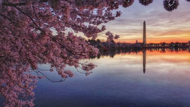 istock Cherry Blossoms at Tidal Basin with Washington Monument 810427978