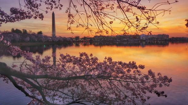 istock Morning Light with Cherry Blossoms at Tidal Basin 810429284