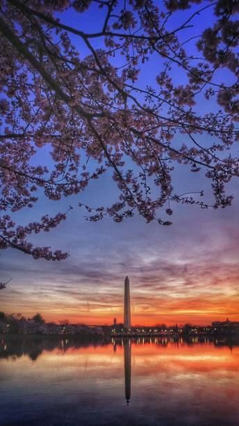 istock Washington Monument with Cherry Blossoms at Tidal Basin 810429314