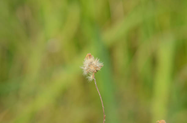 Dandelion Wild flower close up