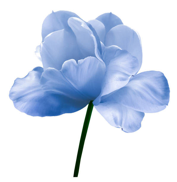 Peonies flowers background toned in the color of the year Very Peri