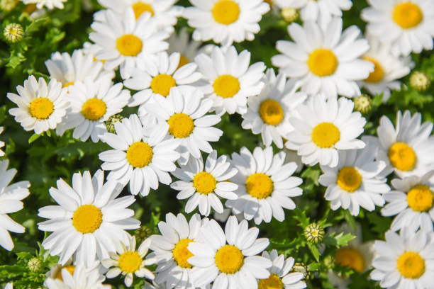 istock pattern of beautiful daisy flower in the garden 810444206