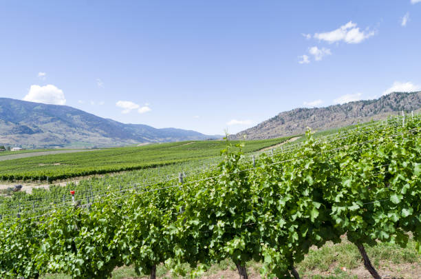 istock Okanagan Vally wine country 810446948