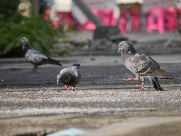 istock Pigeon on the roadside 810447356