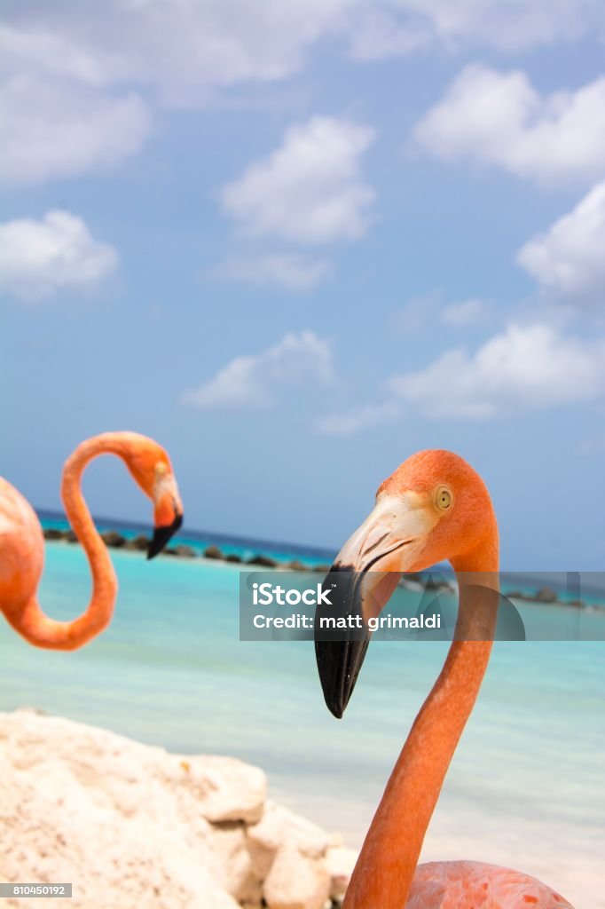 Aruba Stock Photo - Download Image Now - Aruba, Aruba Beach, Arikok National Park - iStock Aruba Stock Photo - Download Image Now - Aruba, Aruba Beach, Arikok National Park - iStock