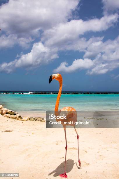 Aruba Stock Photo - Download Image Now - Arikok National Park, Aruba, Aruba  Beach - iStock