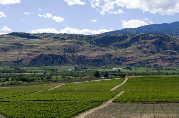 istock Okanagan Valley wine country 810454778