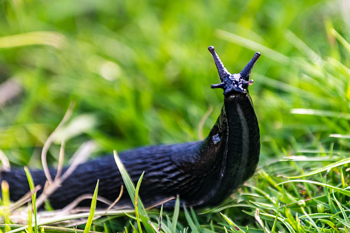 Striped garden snail.