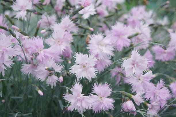 istock Little tender pink carnations on a green glade 810480390