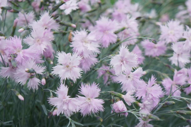 istock Little tender pink carnations on a green glade 810480392
