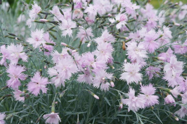 istock Little tender pink carnations on a green glade 810480398