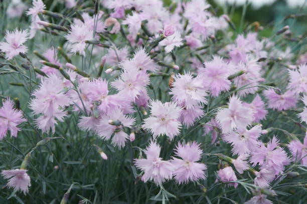 istock Little tender pink carnations on a green glade 810480408