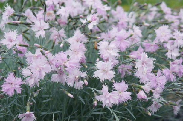 istock Little tender pink carnations on a green glade 810480412
