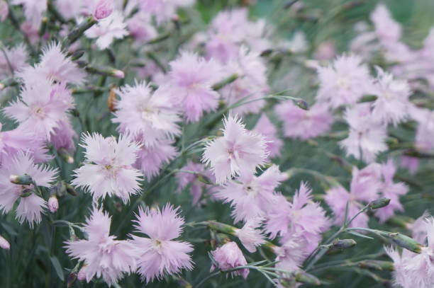 istock Little tender pink carnations on a green glade 810480432