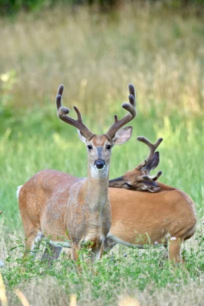istock White-tailed buck deer in velvet 810480462