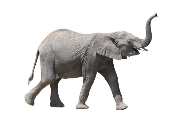 istock African elephant on the a 810480560