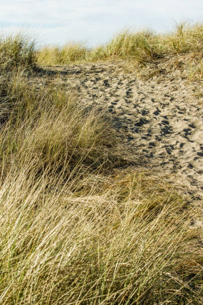 istock Worn path in the sand over the dune 810483520