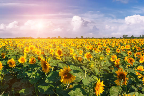 istock Country landscape with sunflowers field. 810488944