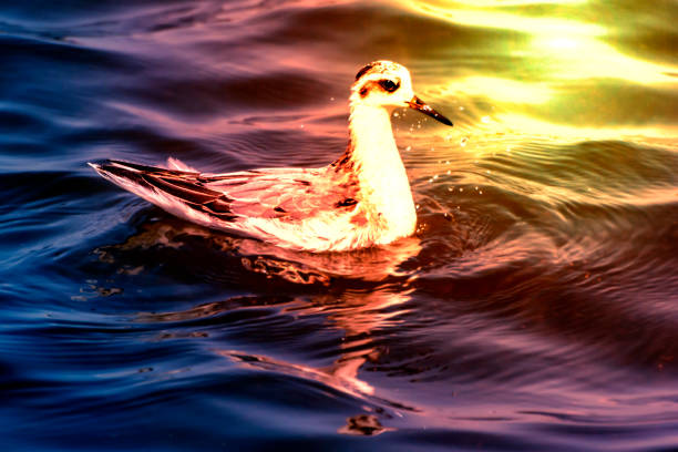 Red-necked Phalarope floating on the water. Illust picture.