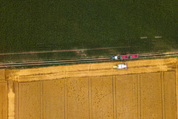 istock Aerial view of combine harvester unloading harvested wheat 810496782