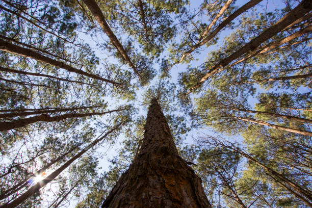 istock Looking toward the tip of pine trees 810496920
