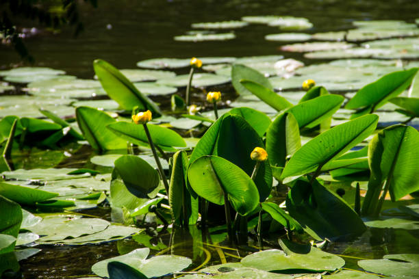 istock Yellow water flowers (Nuphar Lutea) 810499770