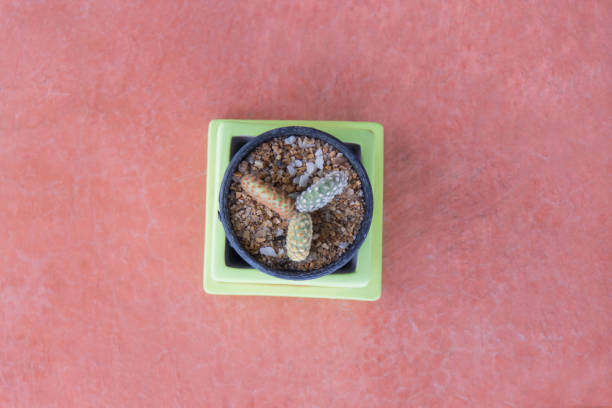 istock Top view of cactus in pot on floor. copy space background 810508782