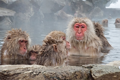 Names: Japanese macaque, Snow monkey


