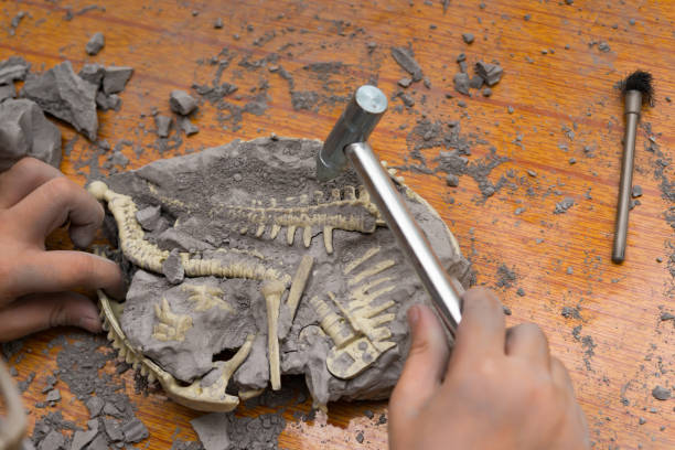 istock kid excavating Spinosaurus bones from a rock 810509164