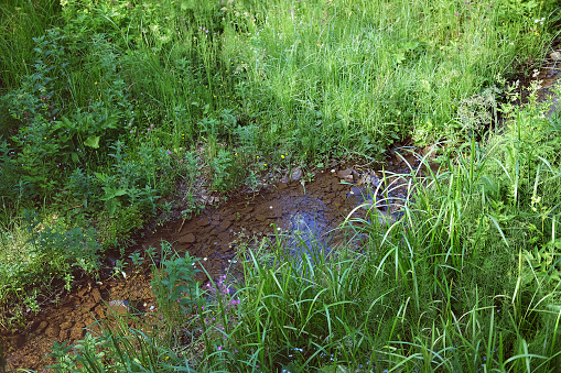 Mountain stream surrounded by green grass in summer under soft sunset light