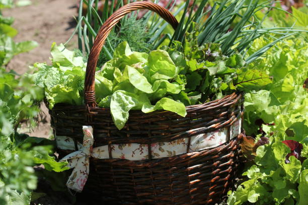 istock Fresh organic vegetalbles-lettuce,leek, dill,beetroot in a basket placed near a vegetable patch 810512190