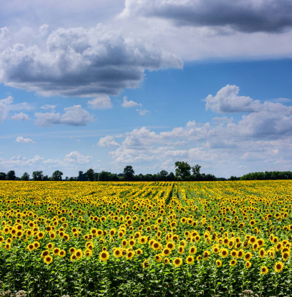 istock Field of sunflowers. 810515374