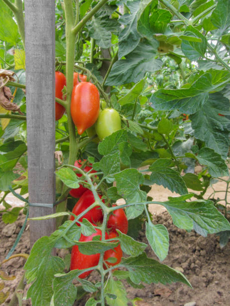 istock red tomato plants in a home made vegetable garden 810524624